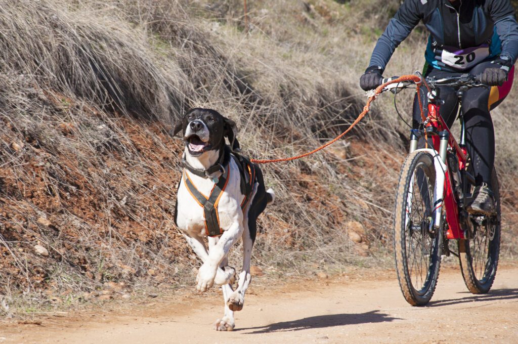 In bici col cane: consigli e precauzioni