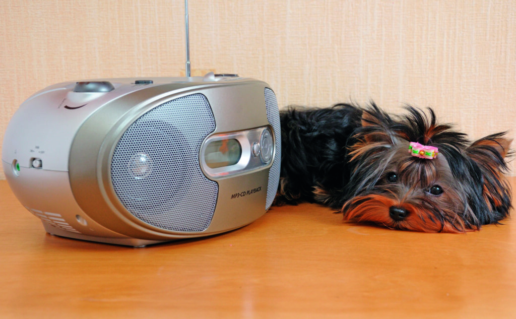 cane ascolta musica