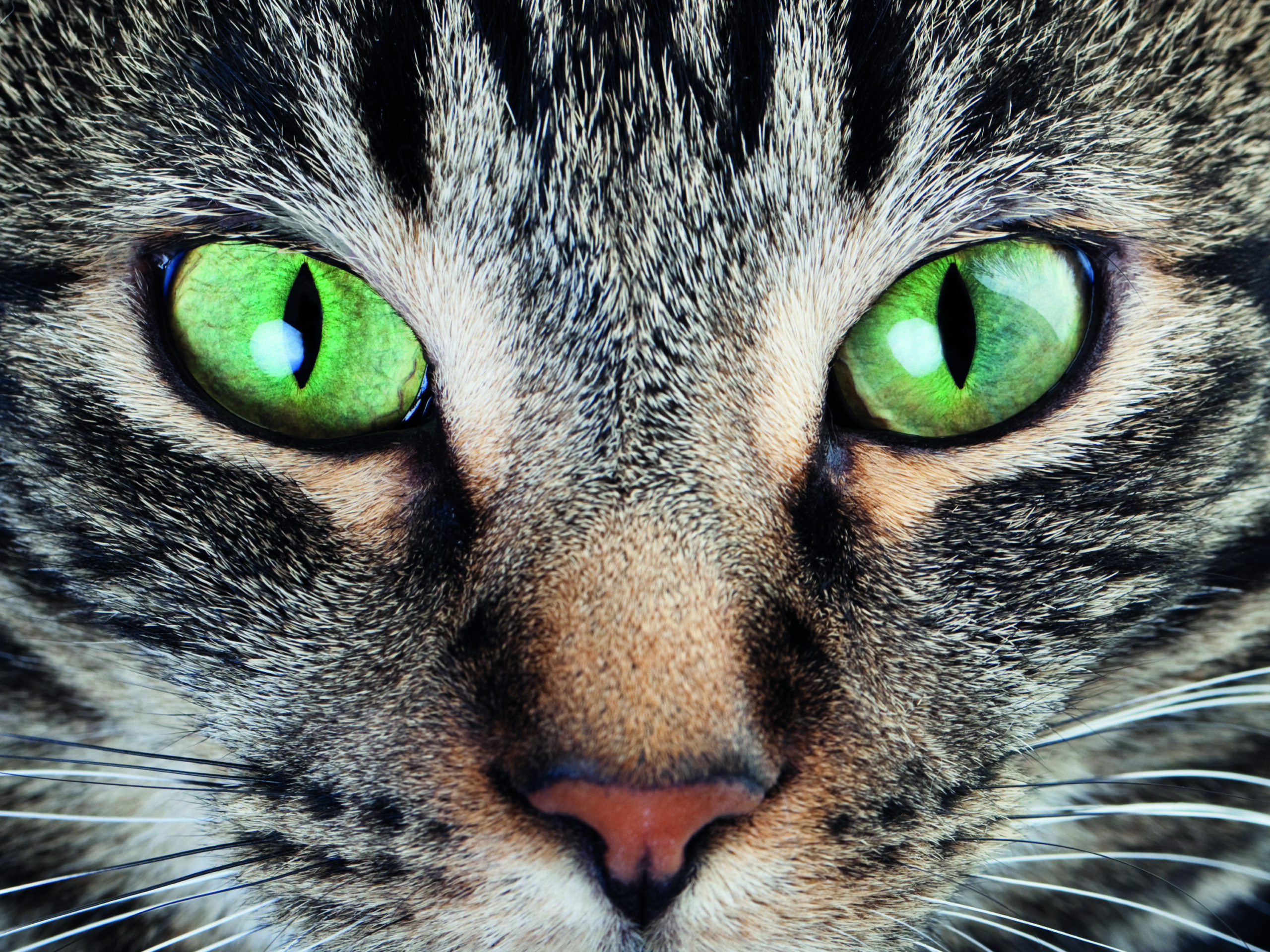 occhi gatto