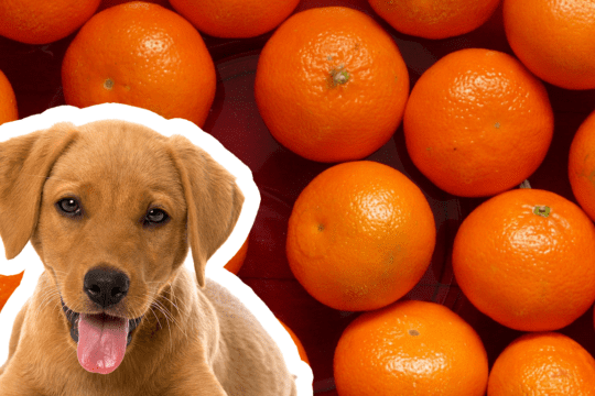 i cani possono mangiare i mandarini?