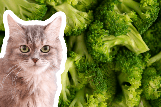 gatti possono mangiare i broccoli