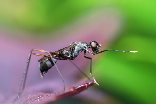 quanto vive una formica