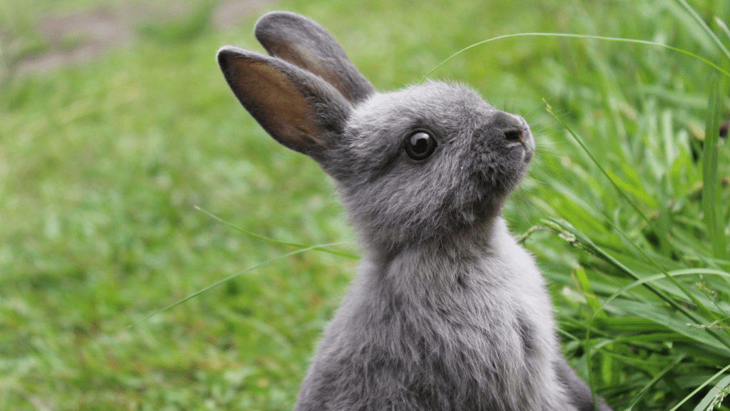 Mentor equipaje Apropiado Quanti anni vive un coniglio? - Amici di Casa