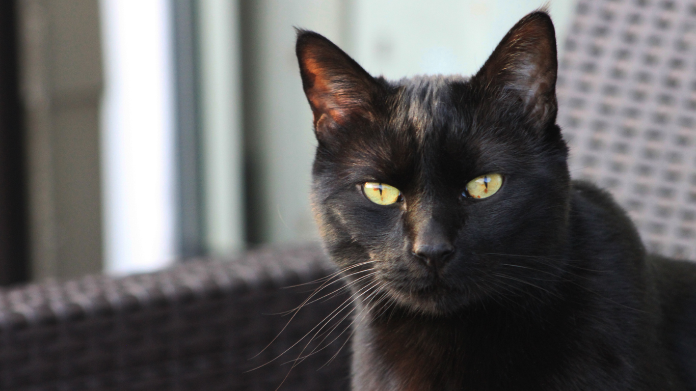 Gatto nero: 7 curiosità da conoscere - Amici di Casa