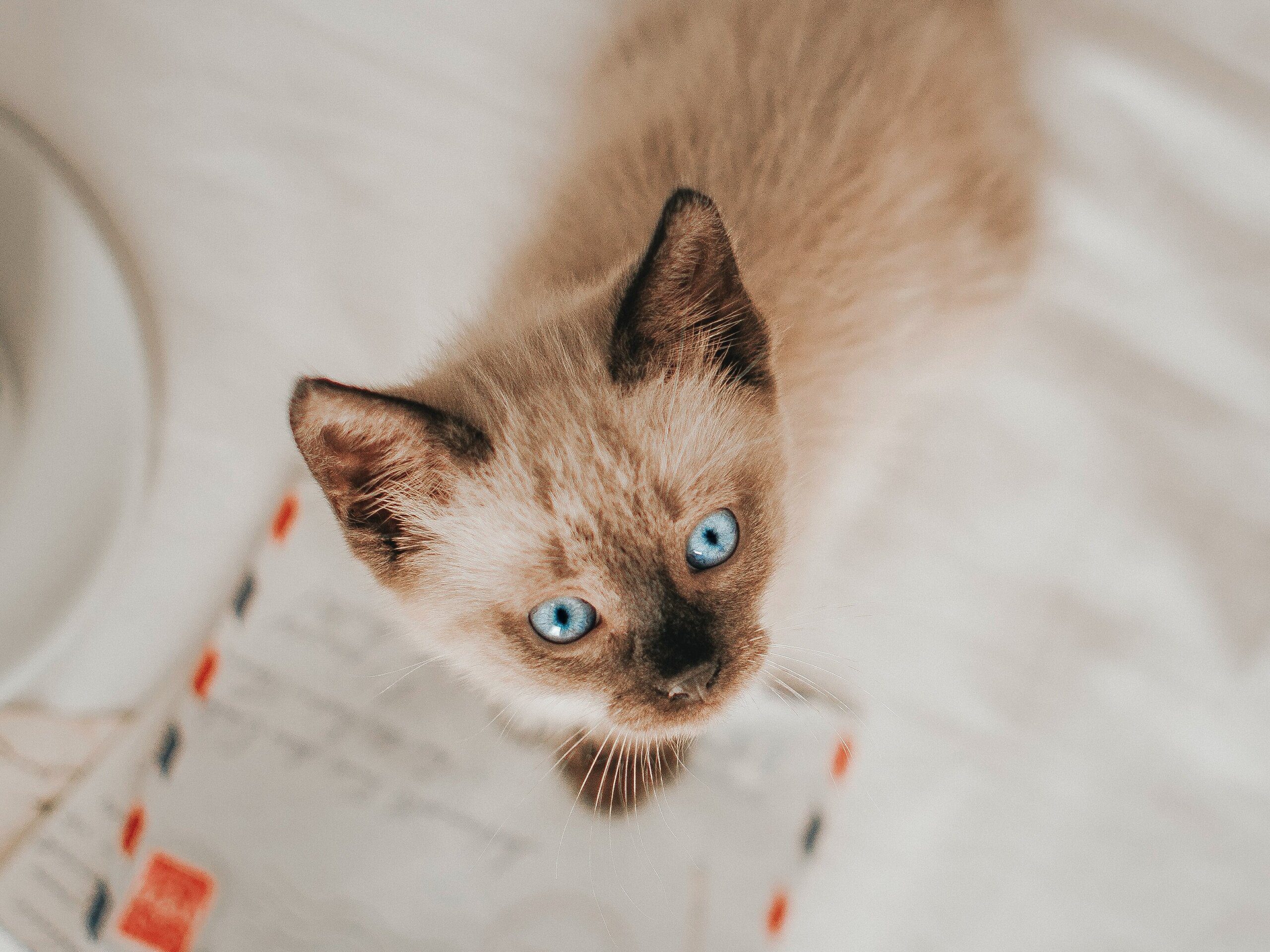 occhi blu gattino