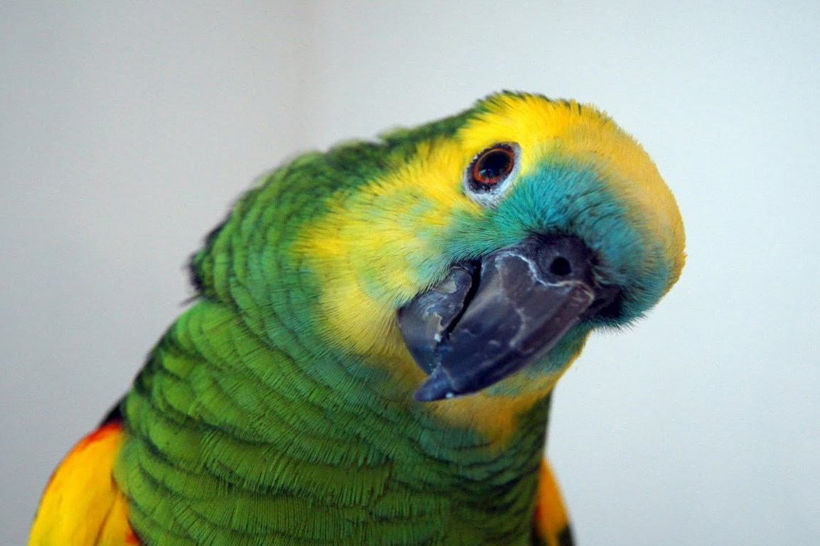 pappagallo Amazzone