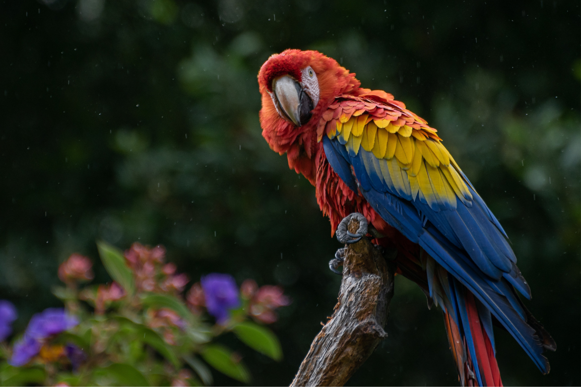 pappagallo Ara