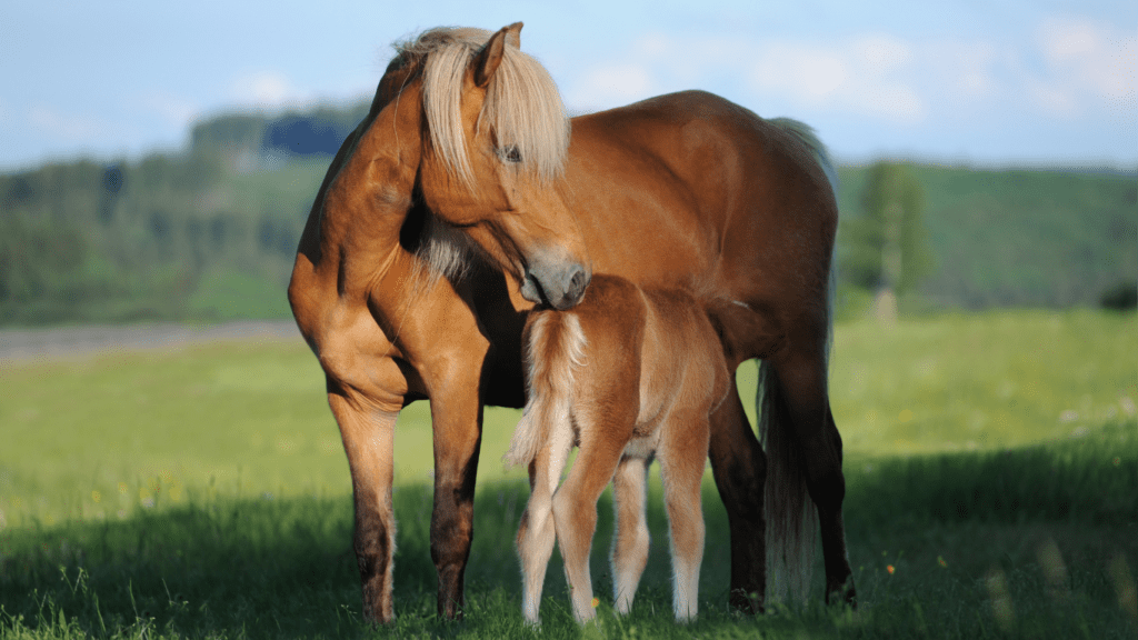 cavallo allatta puledro