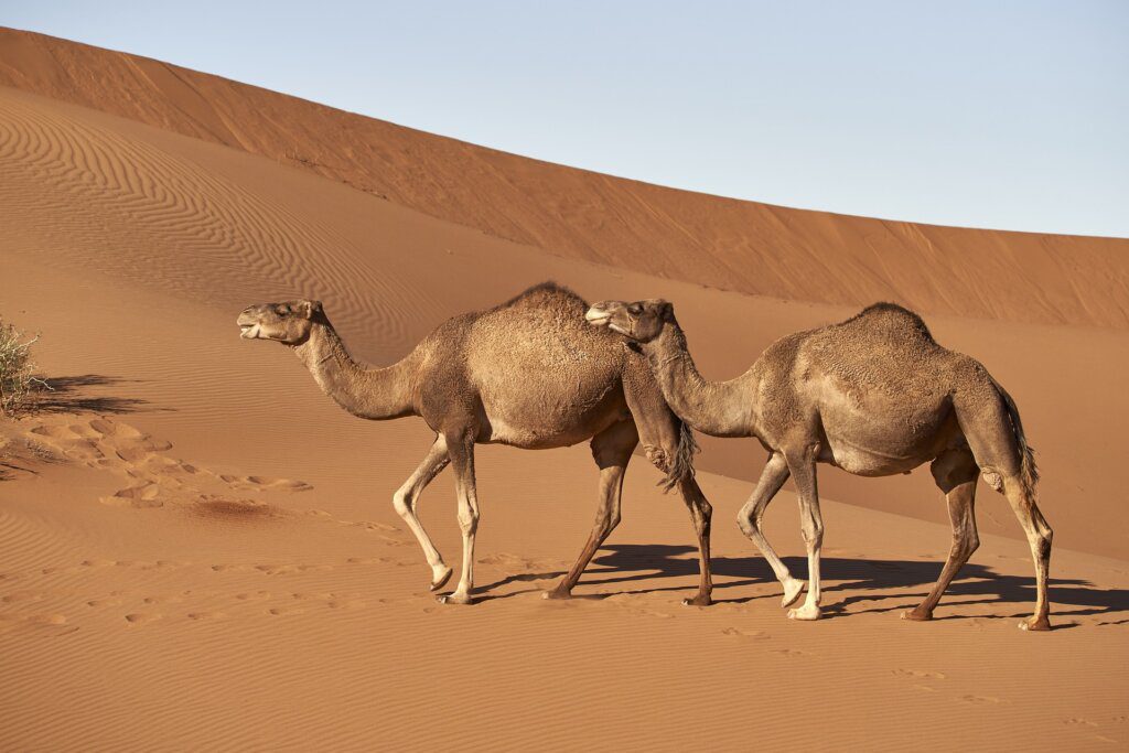 differenze tra cammello e dromedario