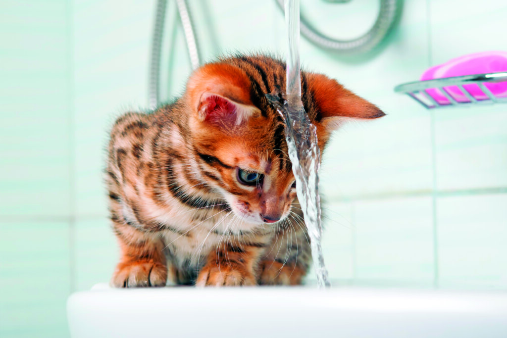 gatto guarda l'acqua che scorre dal rubinetto