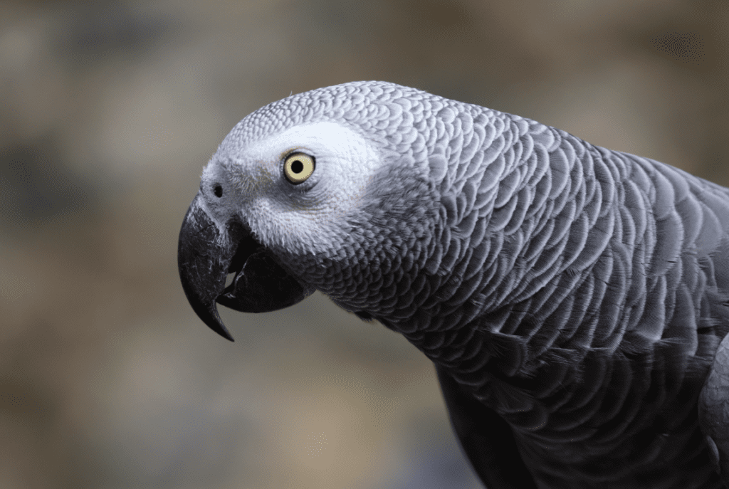 pappagallo cenerino