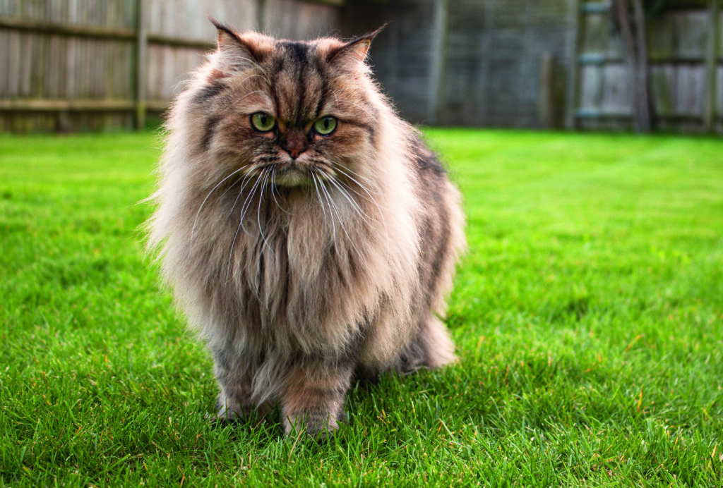 gatto Persiano in giardino