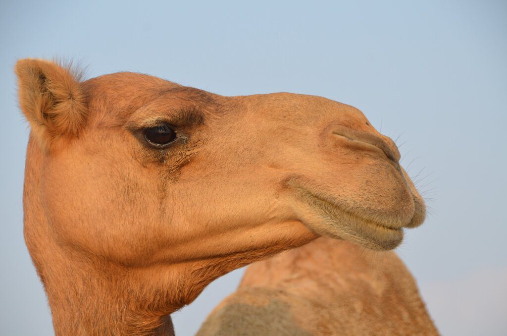 profilo cammello dromedario