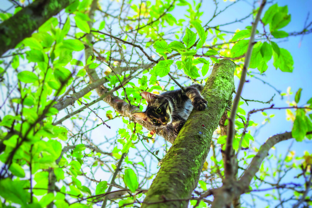 gatto scende dall'albero
