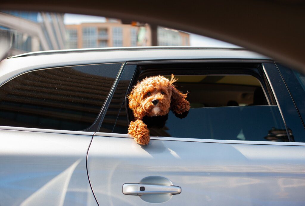 cane in macchina