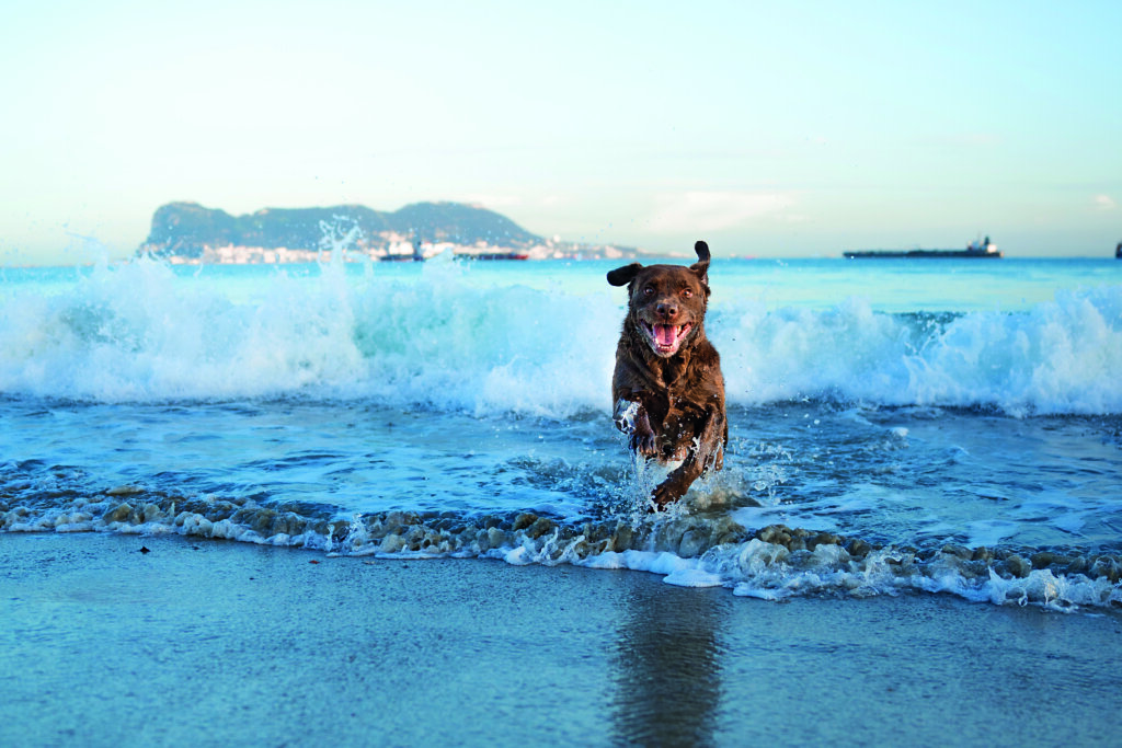 cane al mare tra le onde