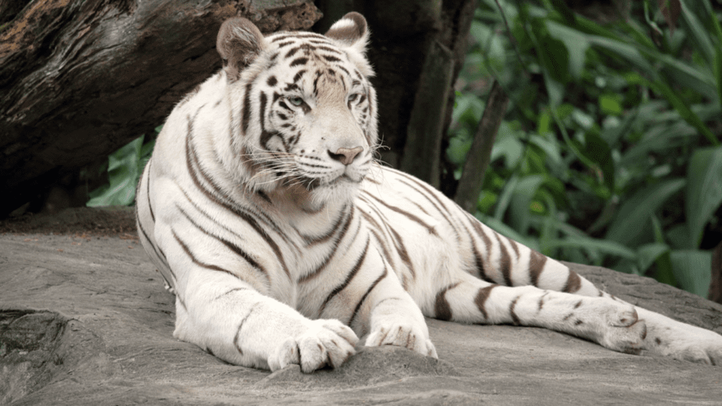 tigre bianca del bengala