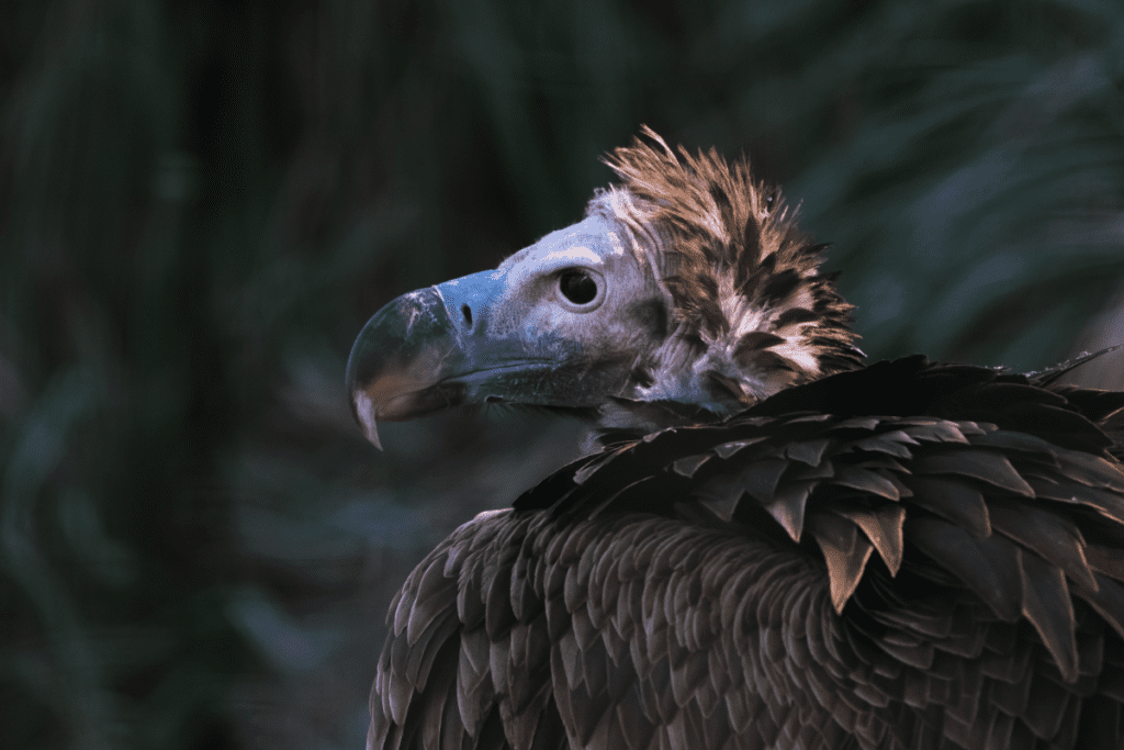Avvoltoio Orecchiuto
