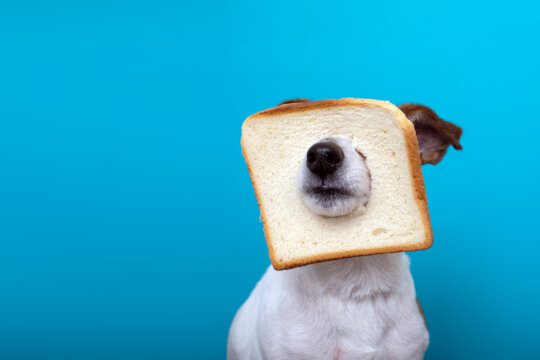 cani possono mangiare il pane
