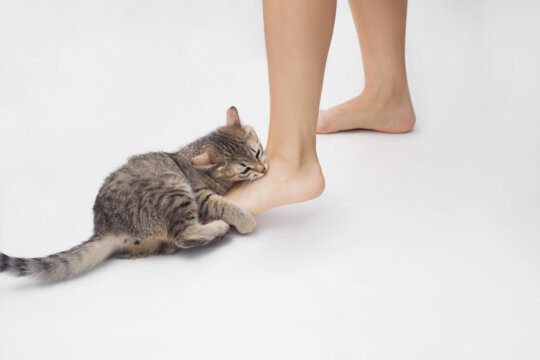 perché i gatti mordono i piedi