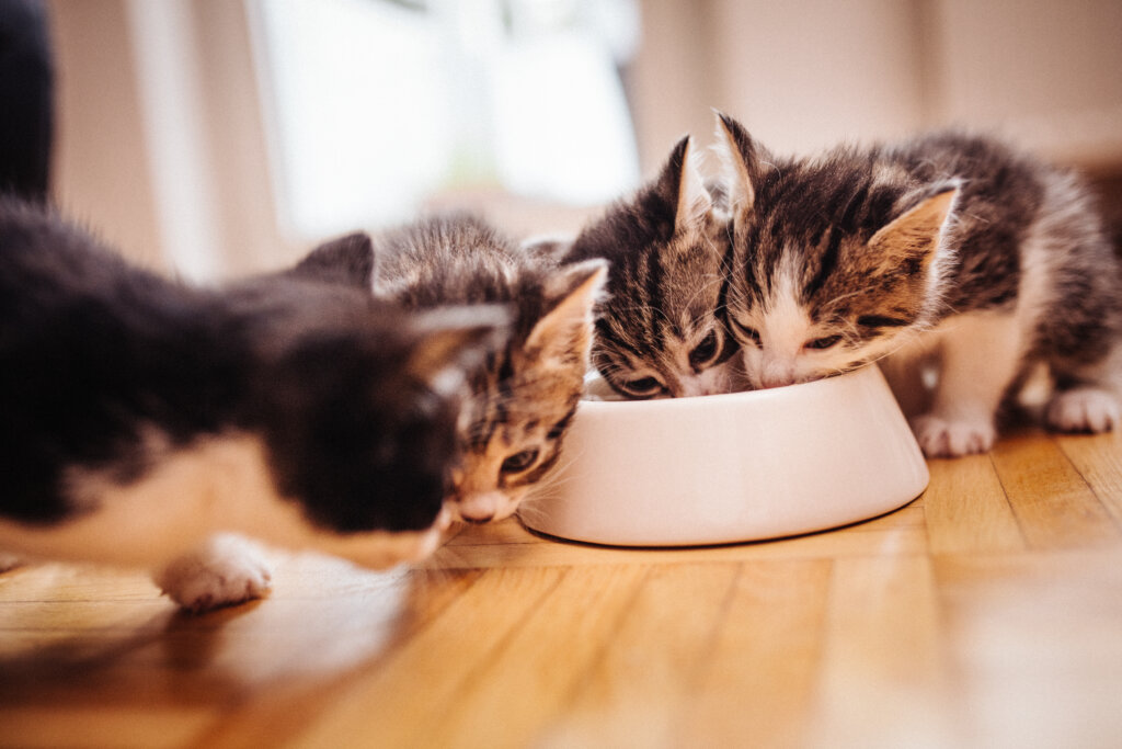 gattini mangiano dalla ciotola del cibo