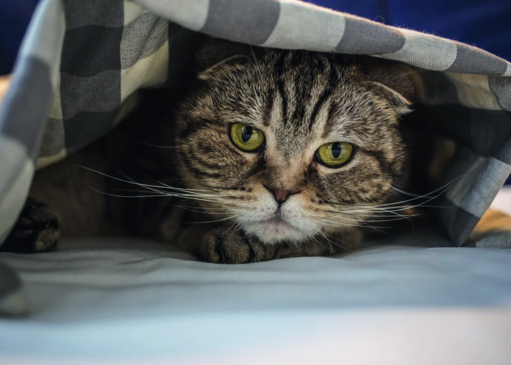 gatto nascosto sotto le coperte