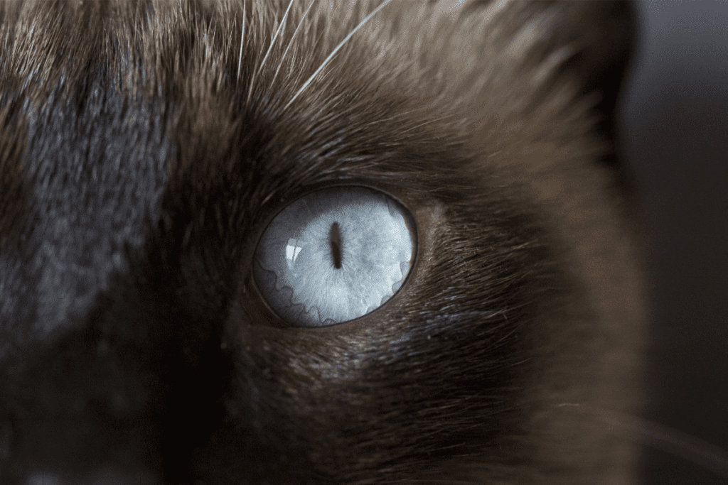 occhio azzurro gatto