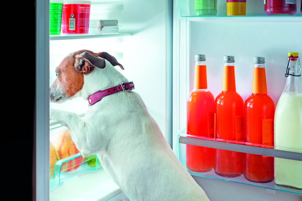 cane guarda nel frigorifero