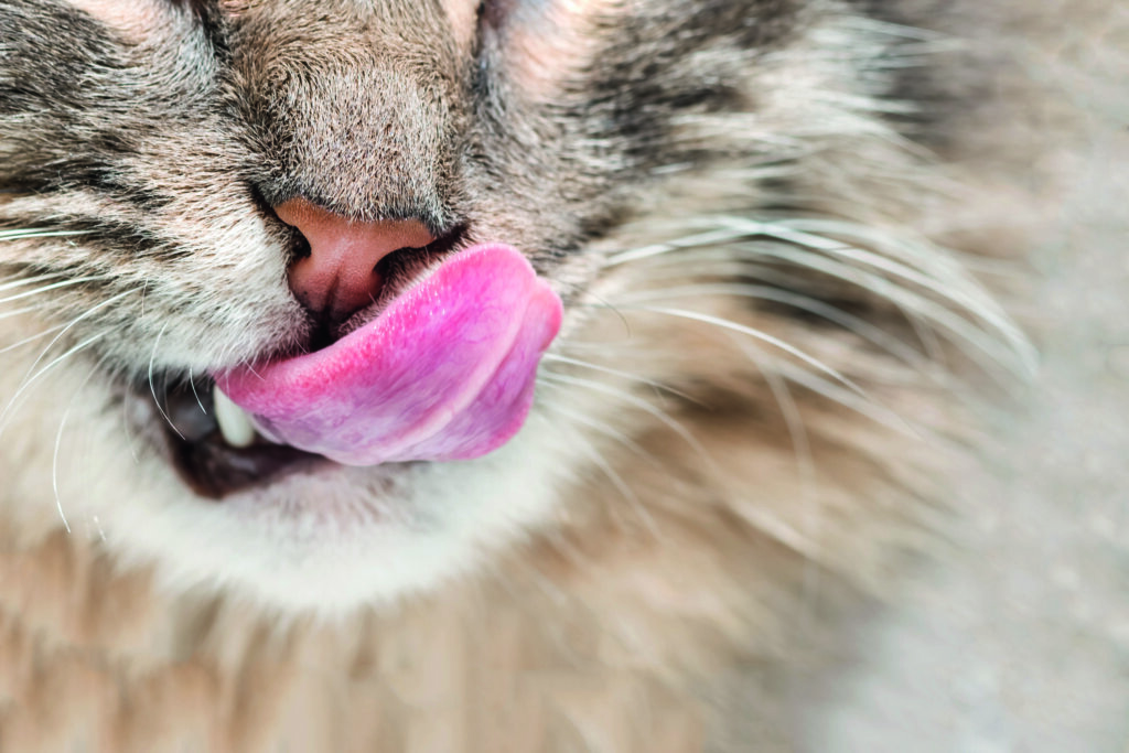 lingua gatto