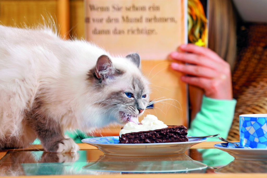 gatto sovrappeso mangia i dolci