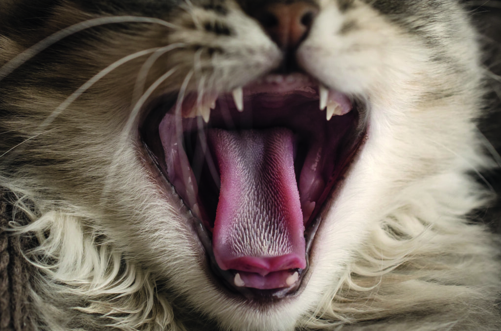 perché i gatti hanno la lingua ruvida