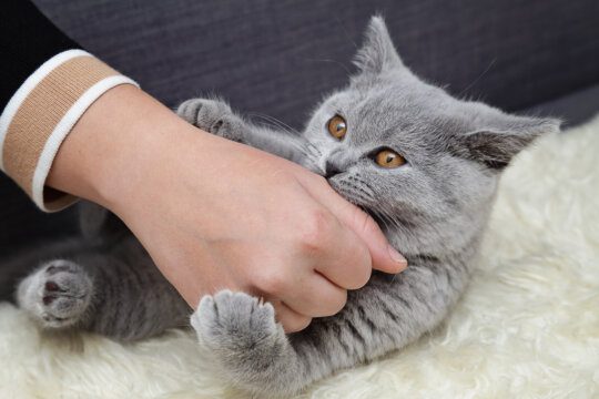 perché i gatti mordicchiano le mani