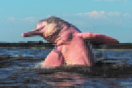 delfino di fiume amazzonico