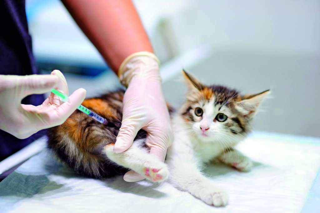 vaccinare il gatto