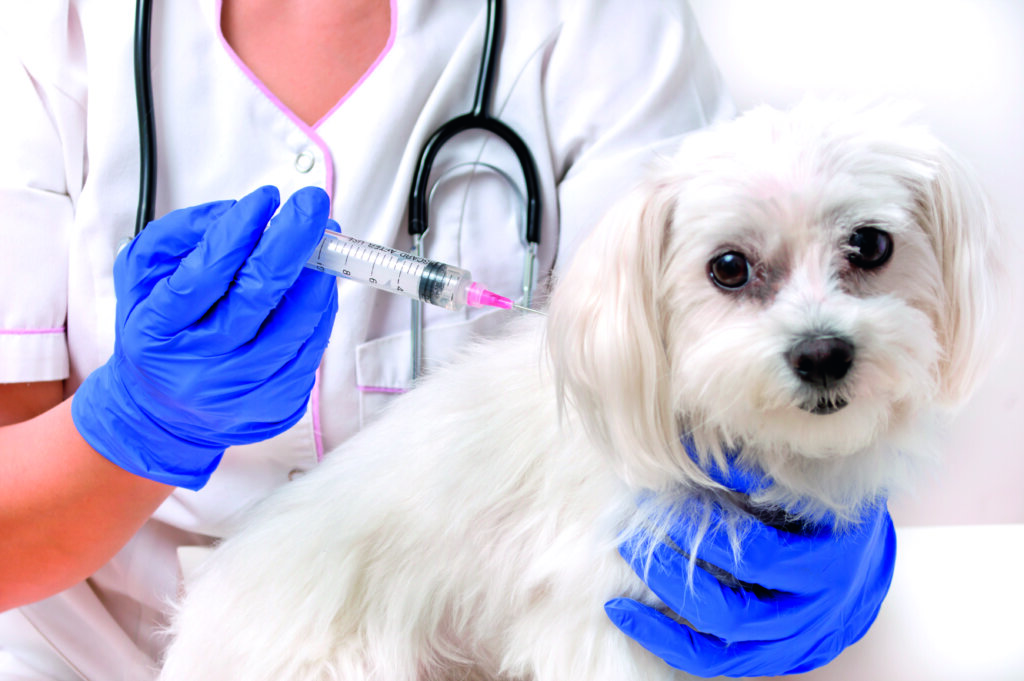 cane viene vaccinato