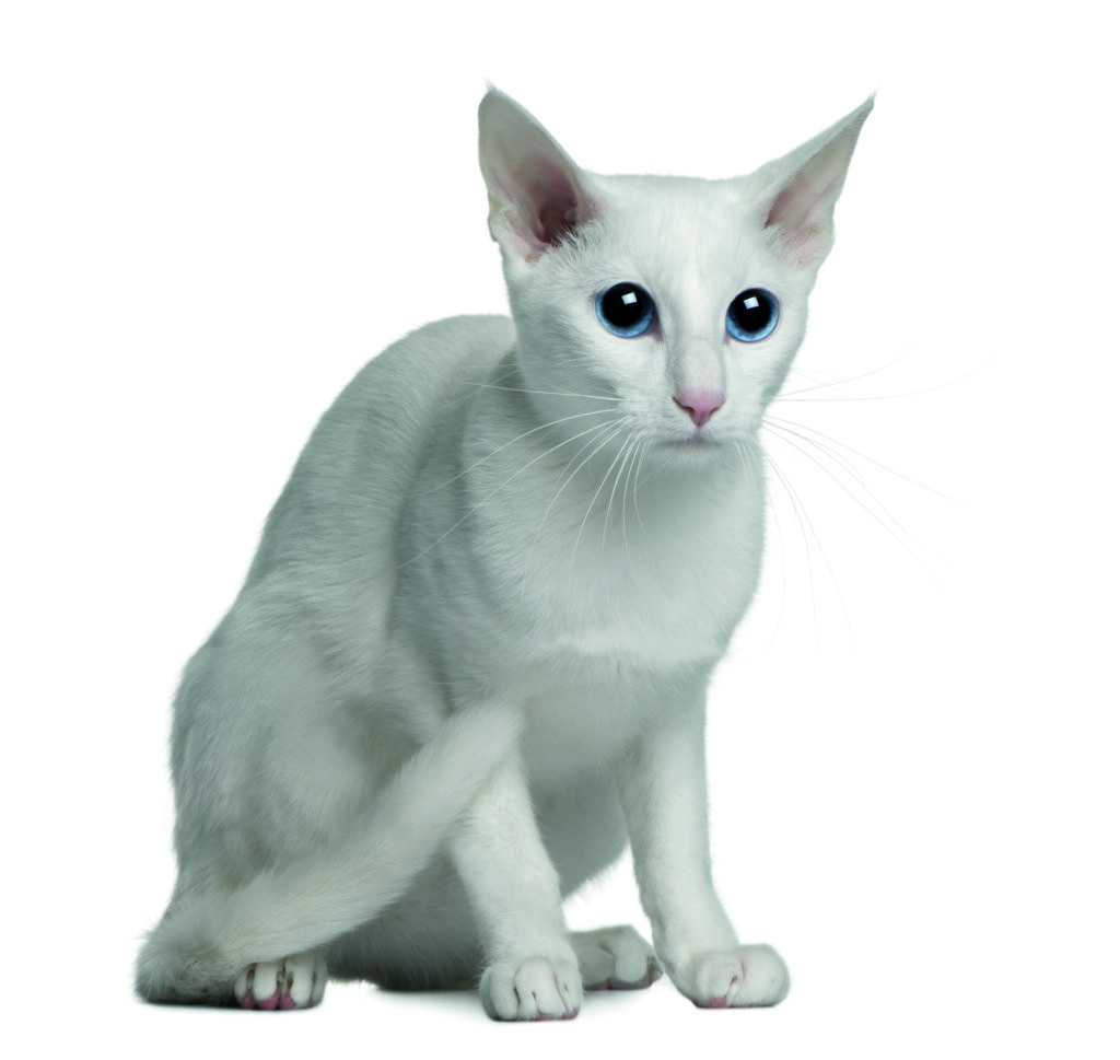 gatto foreign white