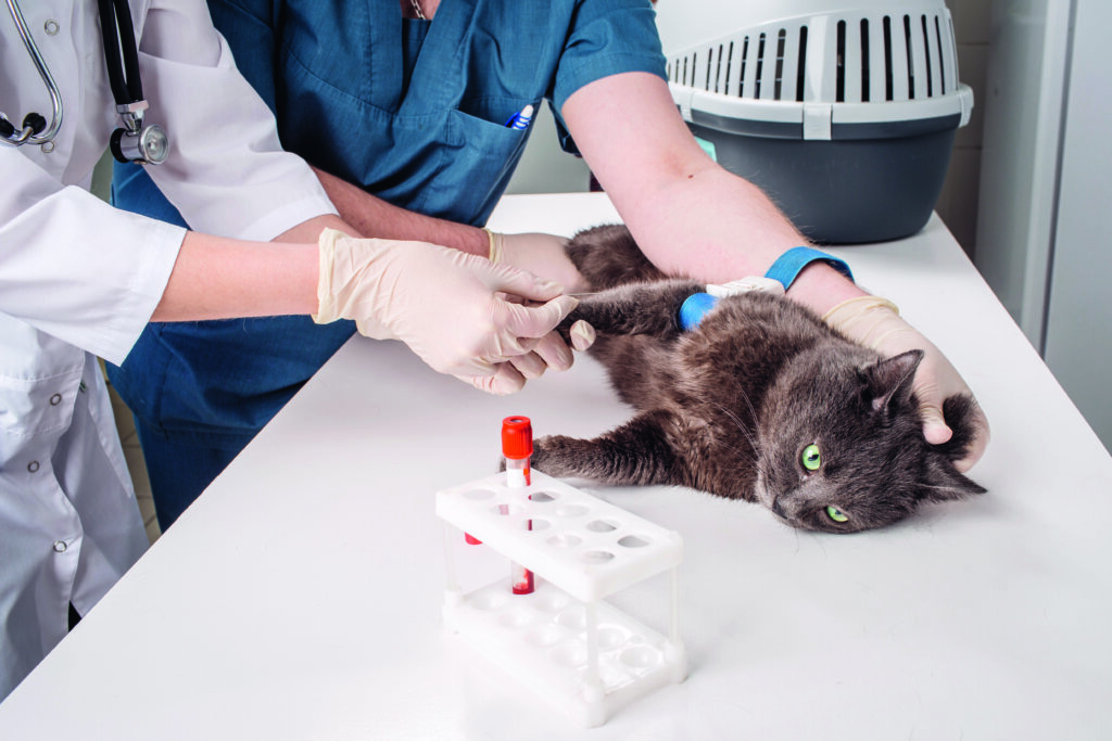 gatto esami del sangue dal veterinario