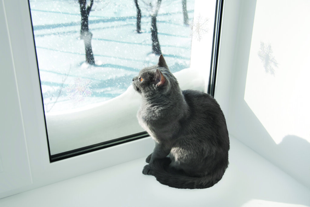 gatto d'inverno