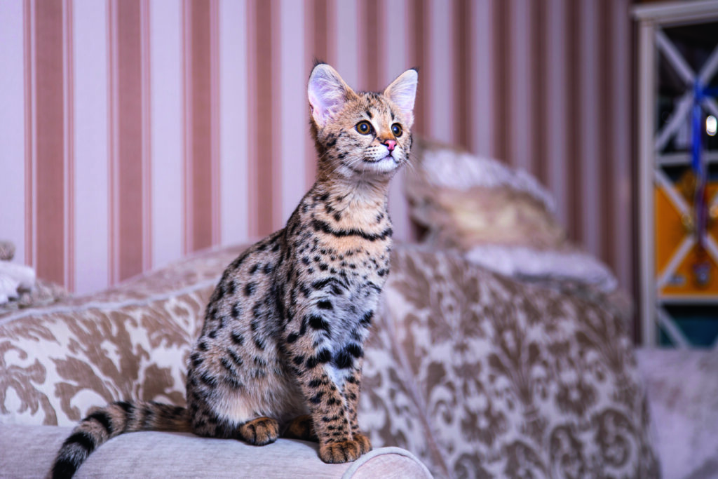gatto Savannah sul divano