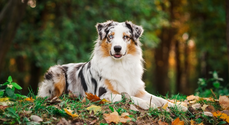 Australian Shepherd: tutto quello che c’è da sapere