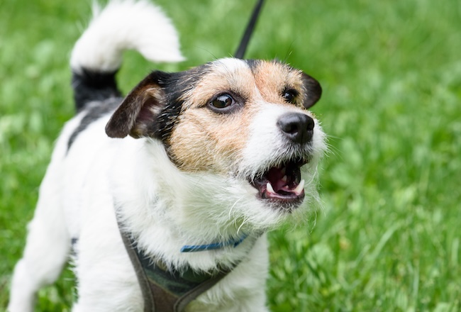 Perché il mio cane abbaia di notte?