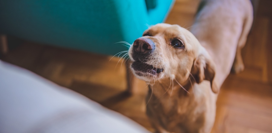 Perché il mio cane abbaia di notte?