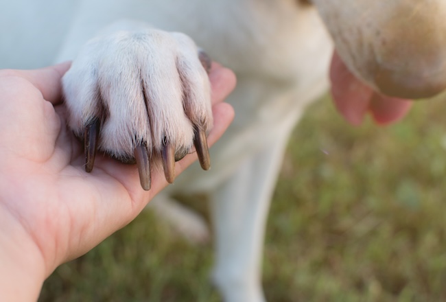 Tagliare le unghie del cane: quando è necessario farlo e che errori evitare