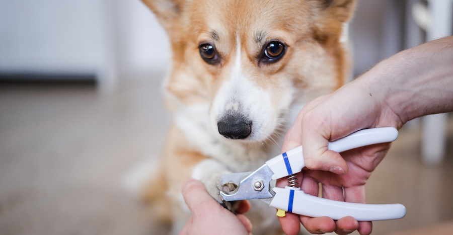 Tagliare le unghie del cane: quando è necessario farlo e che errori evitare