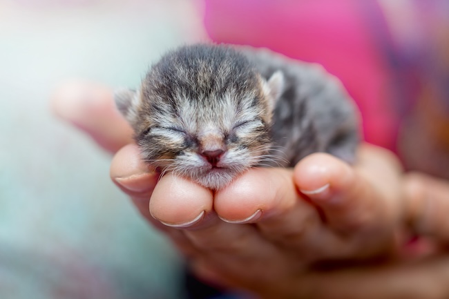 Dall’alimentazione alle prime abitudini: come prepararci ad accogliere un gattino? 