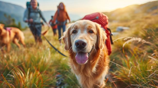 trekking con cane