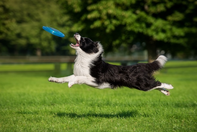 border collie