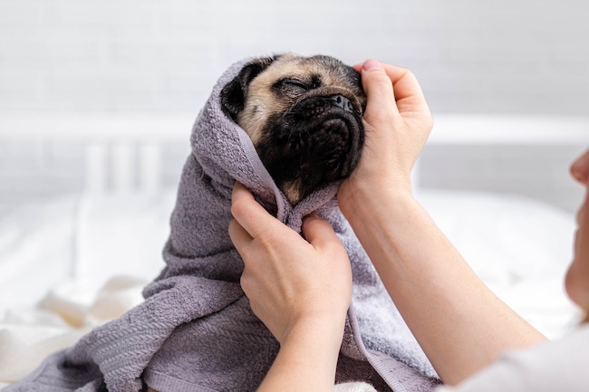 Il cane e il bagnetto