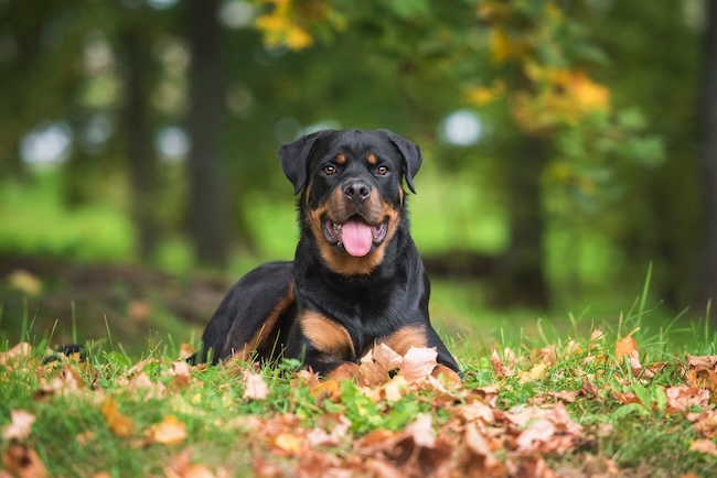 Rottweiler cane