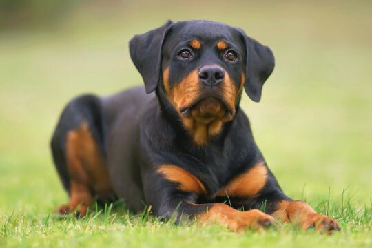 Rottweiler